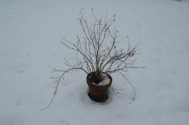 snow pot 3